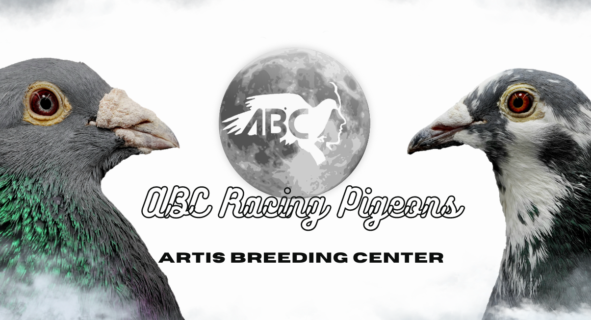 ABC Racing Pigeons