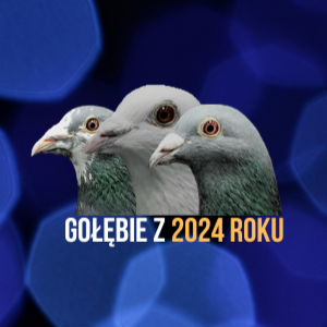 GOŁĘBIE Z DOSKONAŁYCH LINII – ROCZNIK 2024