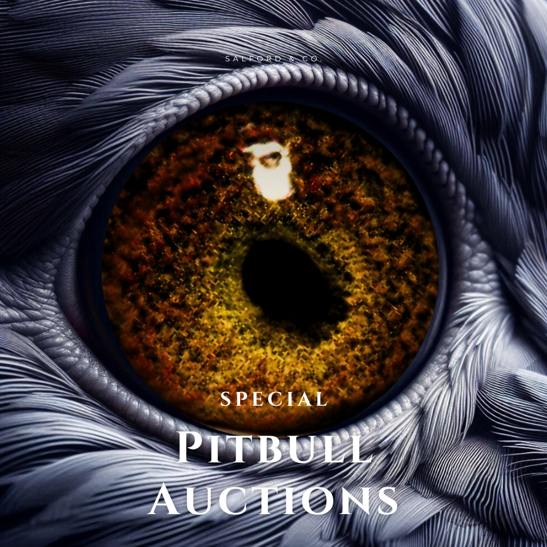 Top Exclusive Pitbull Auction