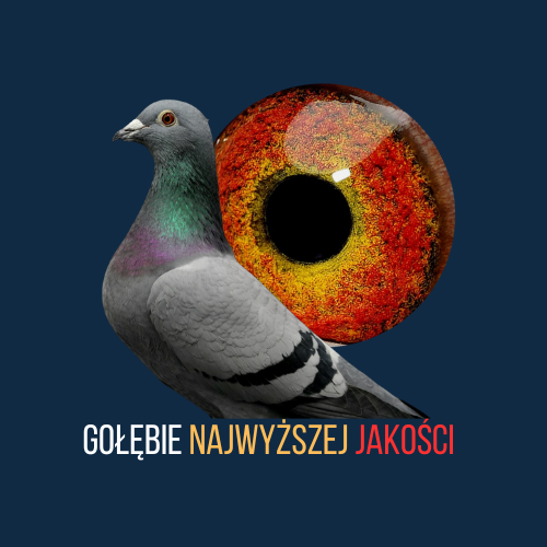 GOŁĘBIE NAJWYŻSZEJ JAKOŚCI