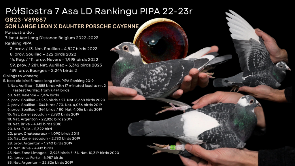 Siostra 7 Asa Belgii w rankingu PIPA za rok 22-23 Gwarancja Rozpłodowa !!!!