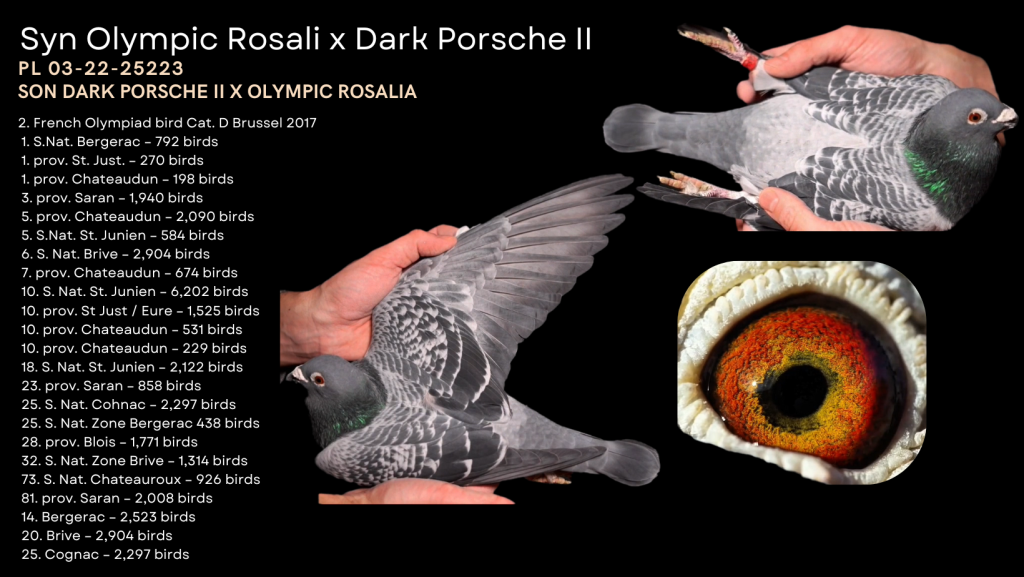 Syn Olympic Rosali x Dark Porsche II Gwarancja Rozpłodowa !!!!
