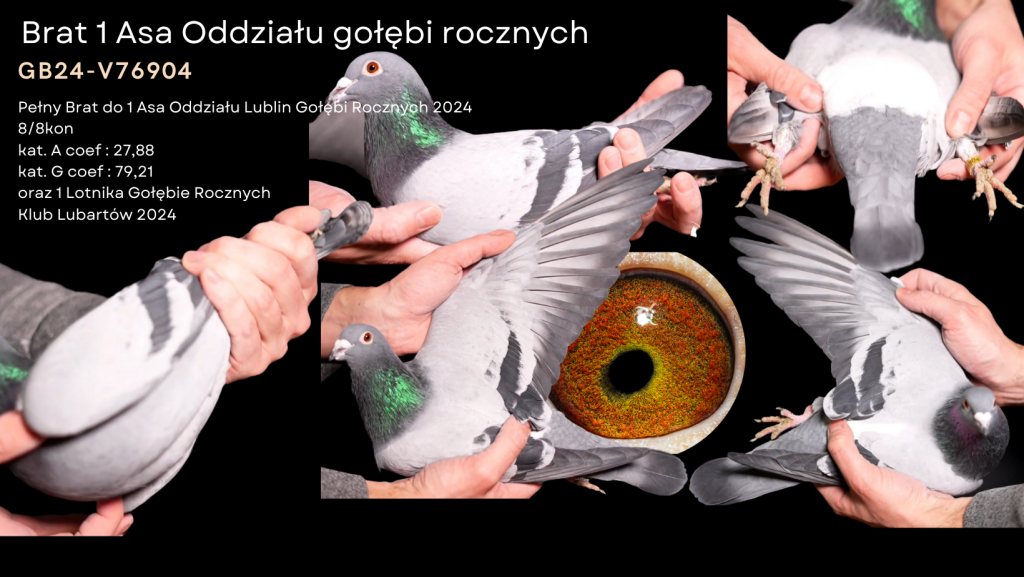 Brat 1 Asa Oddziału Gołębi Rocznych