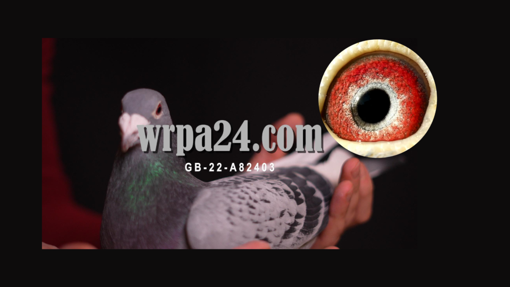 Super Gołąb Rozpłodowy-wyniki w opisie -General- AD Scherlakens