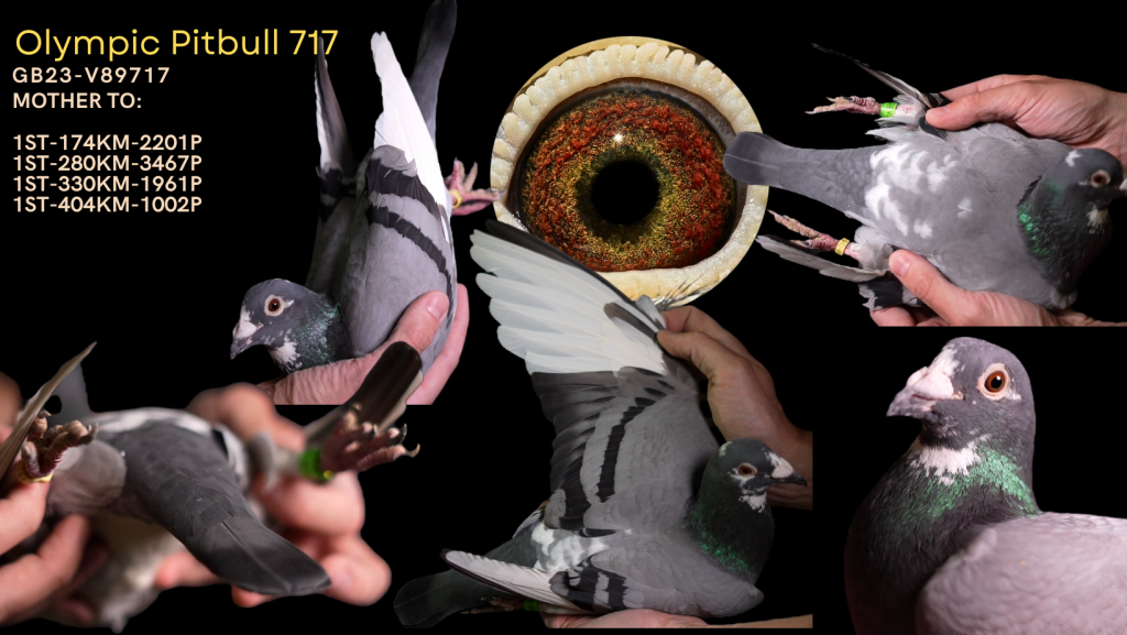 Exclusive Oympic Pitbull 717 Mother 4×1 Prizes