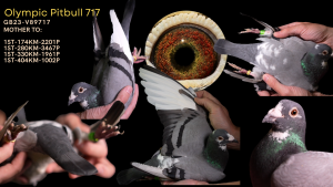 Exclusive Oympic Pitbull 717 Mother 4×1 Prizes