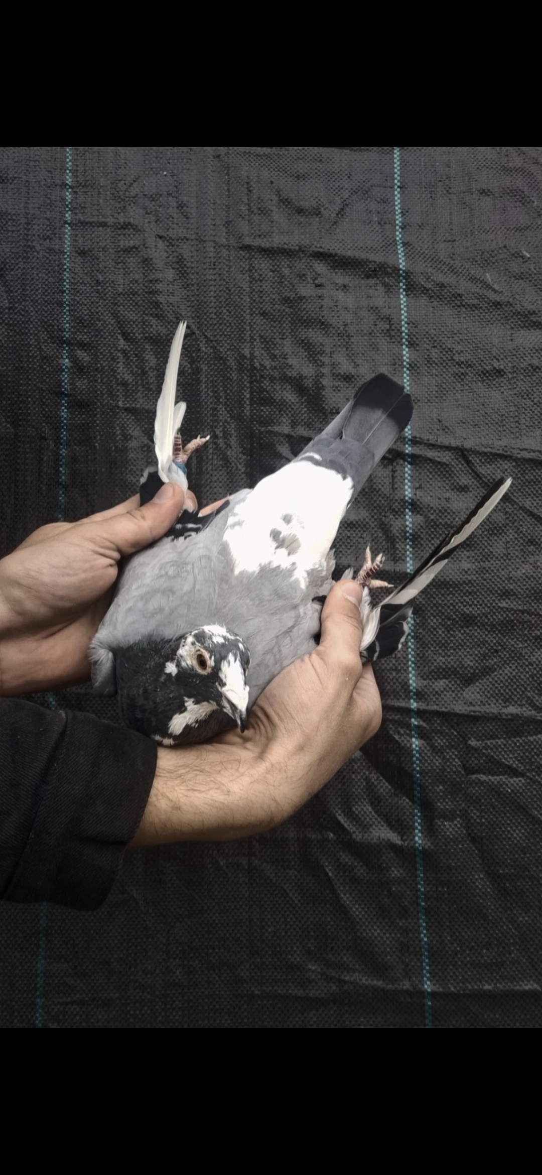Org. Marcin Sobczak  „MAREK 5600” X „KUSIOWA” Top Breeding