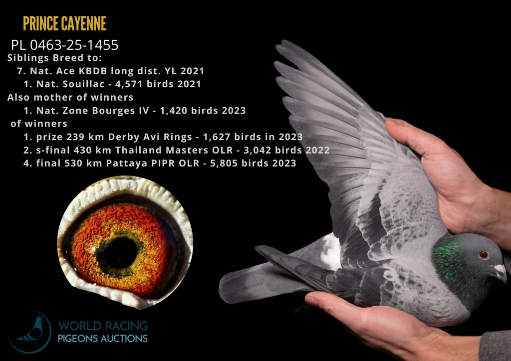 Prince Cayenne 1455 Top Quality