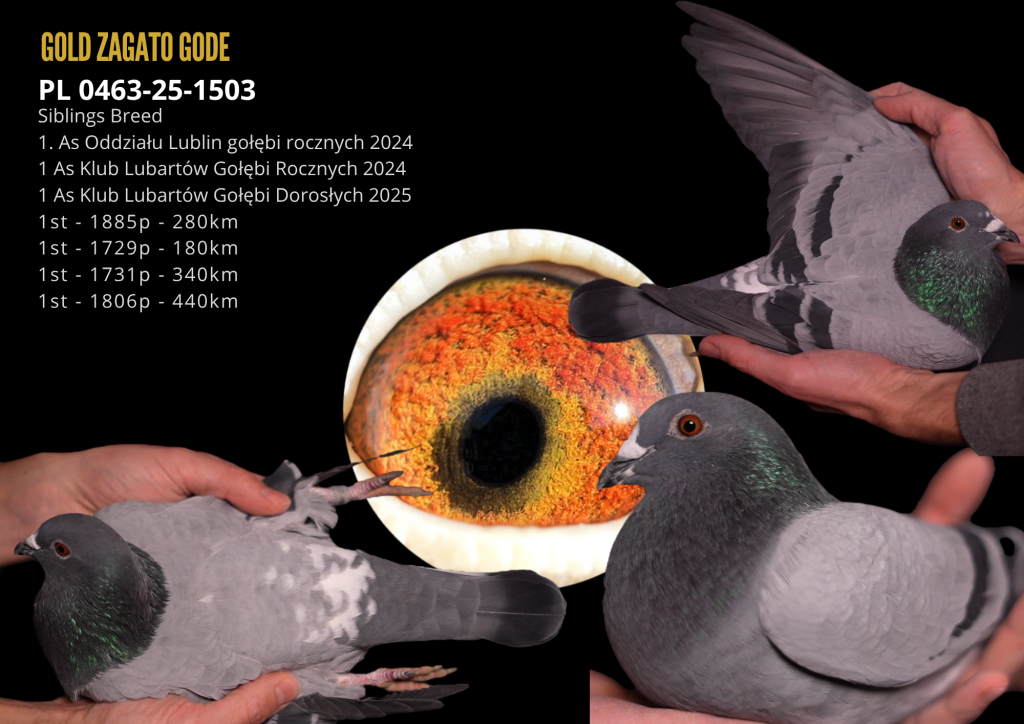 Gold Zagato Milano – Reijnen-Bolton