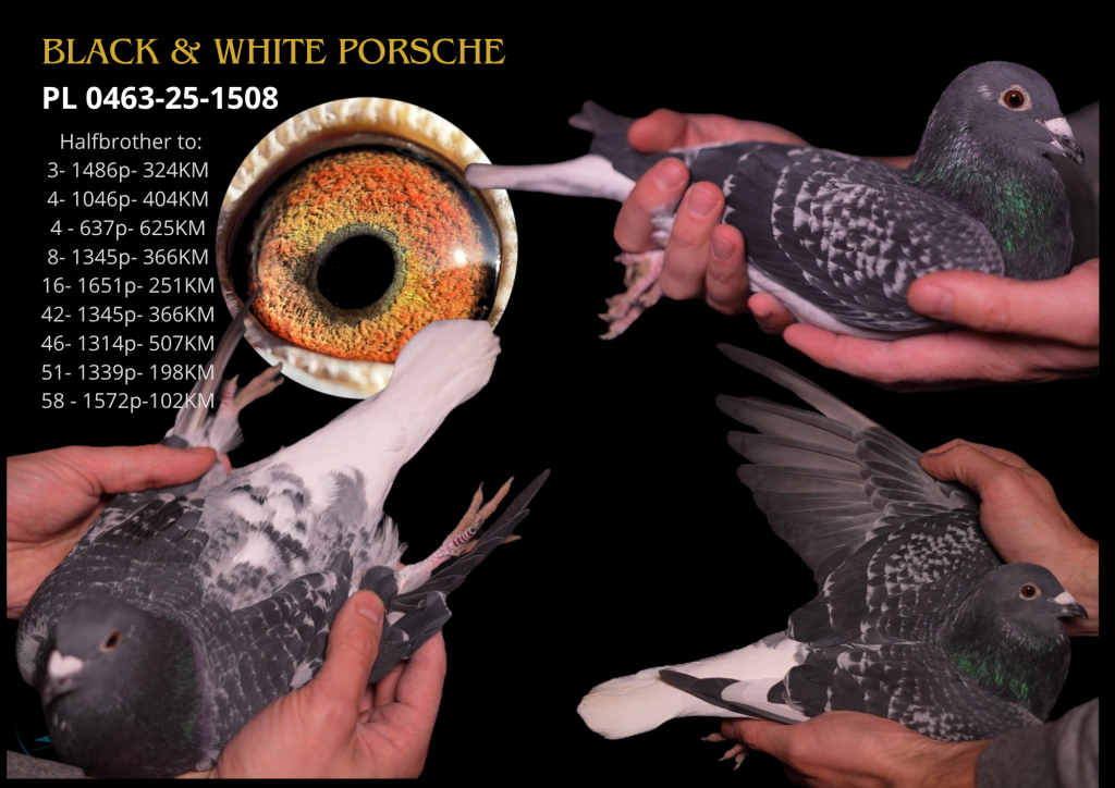 Porsche Cayenne Black & White