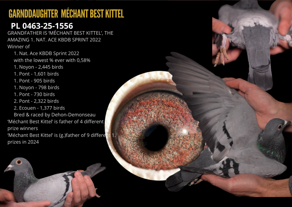 Wnuczka Méchant BK x Gold Goed Rood