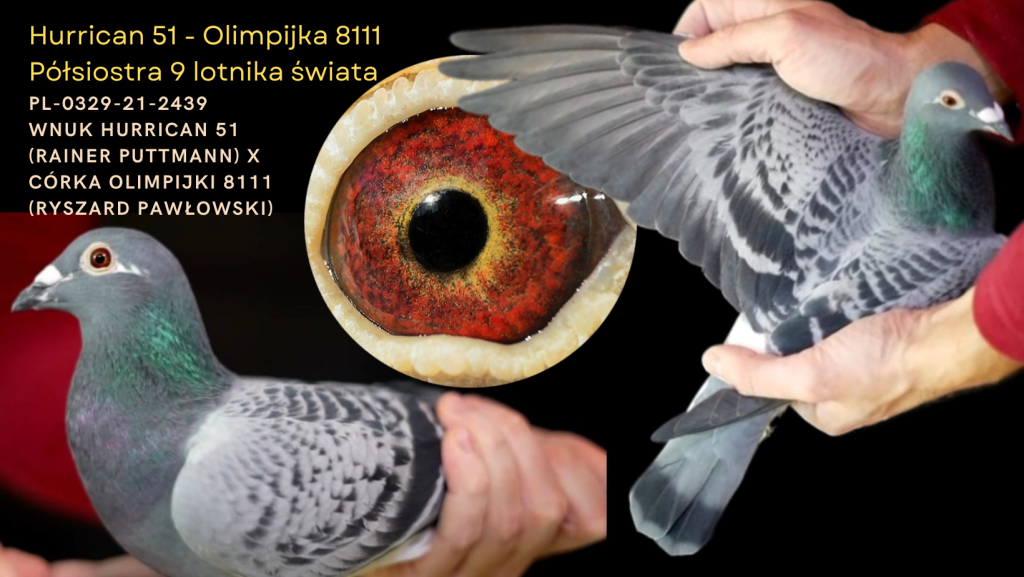 PÓŁSIOSTRA 9 LOTNIKA ŚWIATA