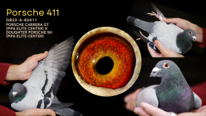 EXCLUSIVE OFFER Porsche 411 Top Breeder