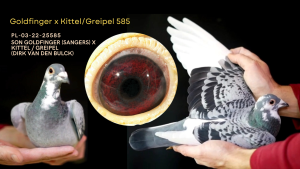 EXCLUSIVE OFFER: Matka Dwóch 1 Asów Oddziału w lotach gołębi młodych 23-24