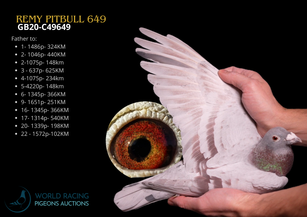 New Remy Pitbull/Kittel 649-Top Breeder