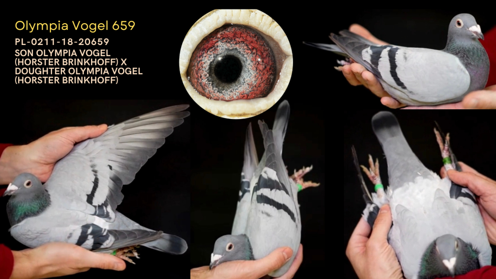 Son Olympiad Vogel x Daughter Olymiad Vogel Horster Brinkhof