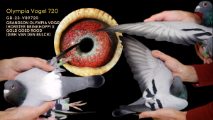 Grandson Olympiad Vogel (Horster Brinkhof) x Gold Goed Rood (Dirk van den Bulck)