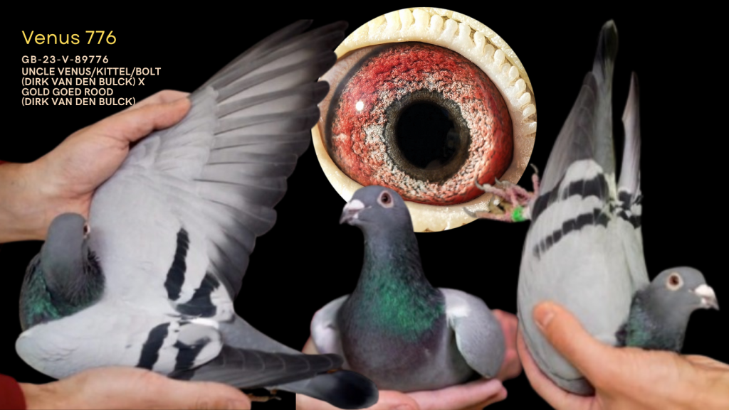 Top Son Uncle Venus x Gold Goed Rood (Dirk van den Bulck)