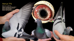 Top Son Uncle Venus x Gold Goed Rood (Dirk van den Bulck)