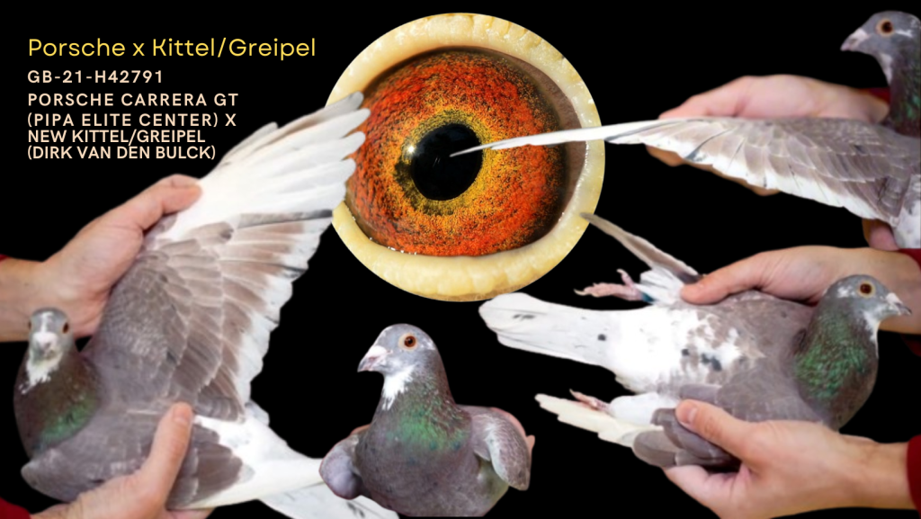 Porsche Carrera GT(PIPA Elite Center) x Kittel/Greipel (Dirk van den Bulck)