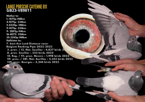 Topowa samica Rozpłodowa Porsche Cayenne Siostra 7 Asa Belgii w rankingu PIPA za rok 22-23