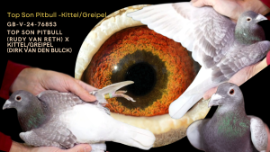 Top Son Pitbull 777 x Kittel/Greipel