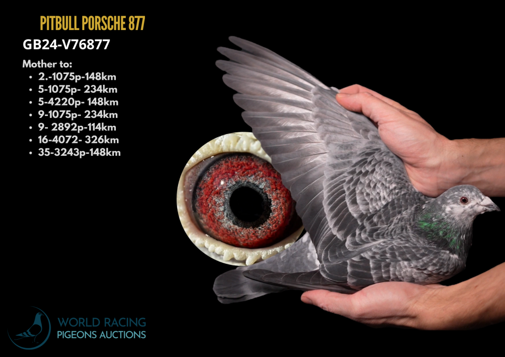 Last Pitbull Cayenne-Super Samica Rozpłodowa