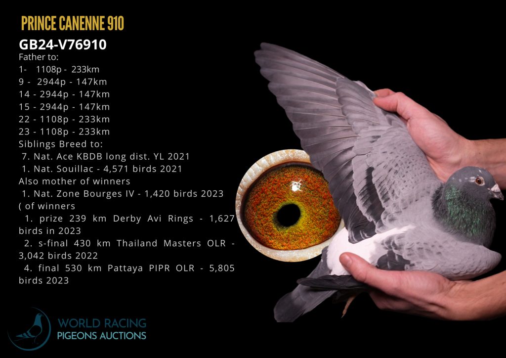 Prince Cayenne 910 Top Breeder