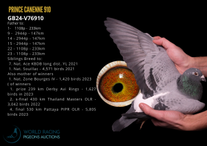 Prince Cayenne 910 Top Breeder