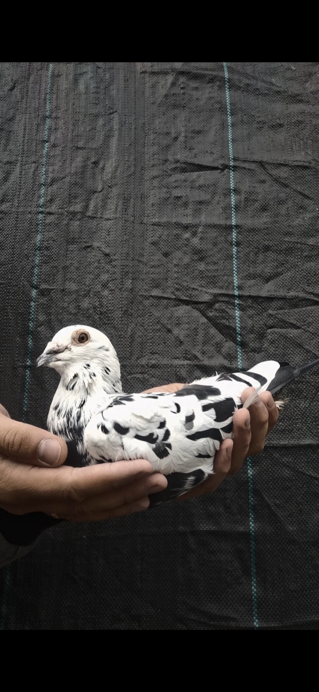 100% Scherens Vangramberen