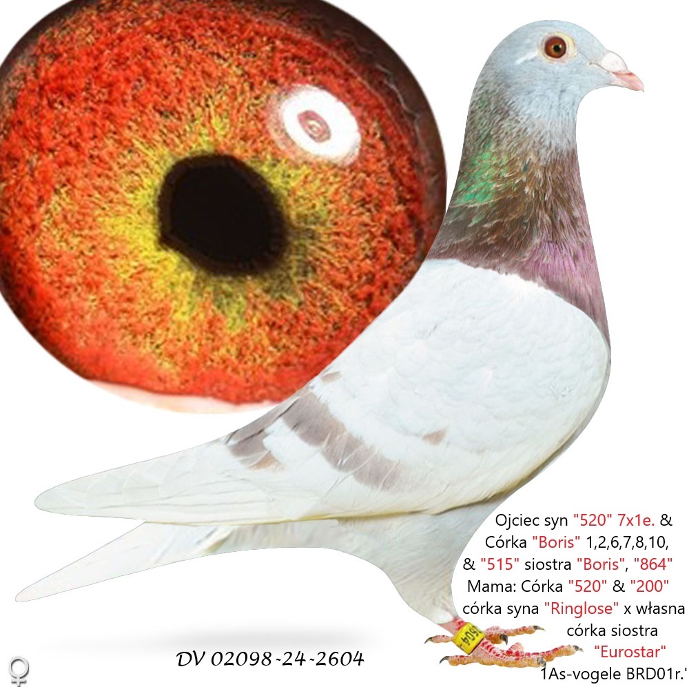 Inbred „520” 7x1e.