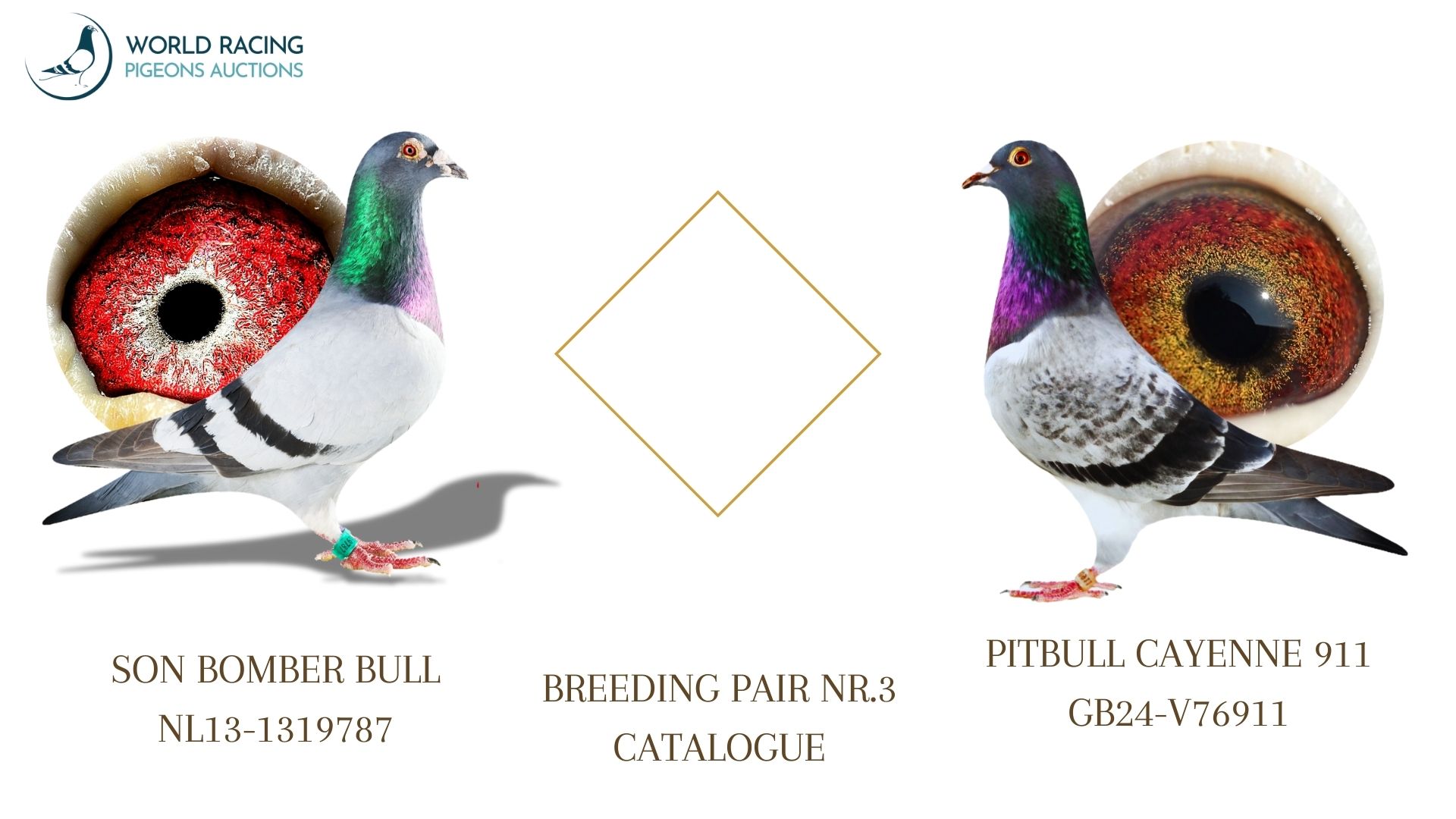 Para Rozpłodowa nr 3 Rezerwacja Młodych KupTeraz- Breeding Couple Reservation Young BuyNow