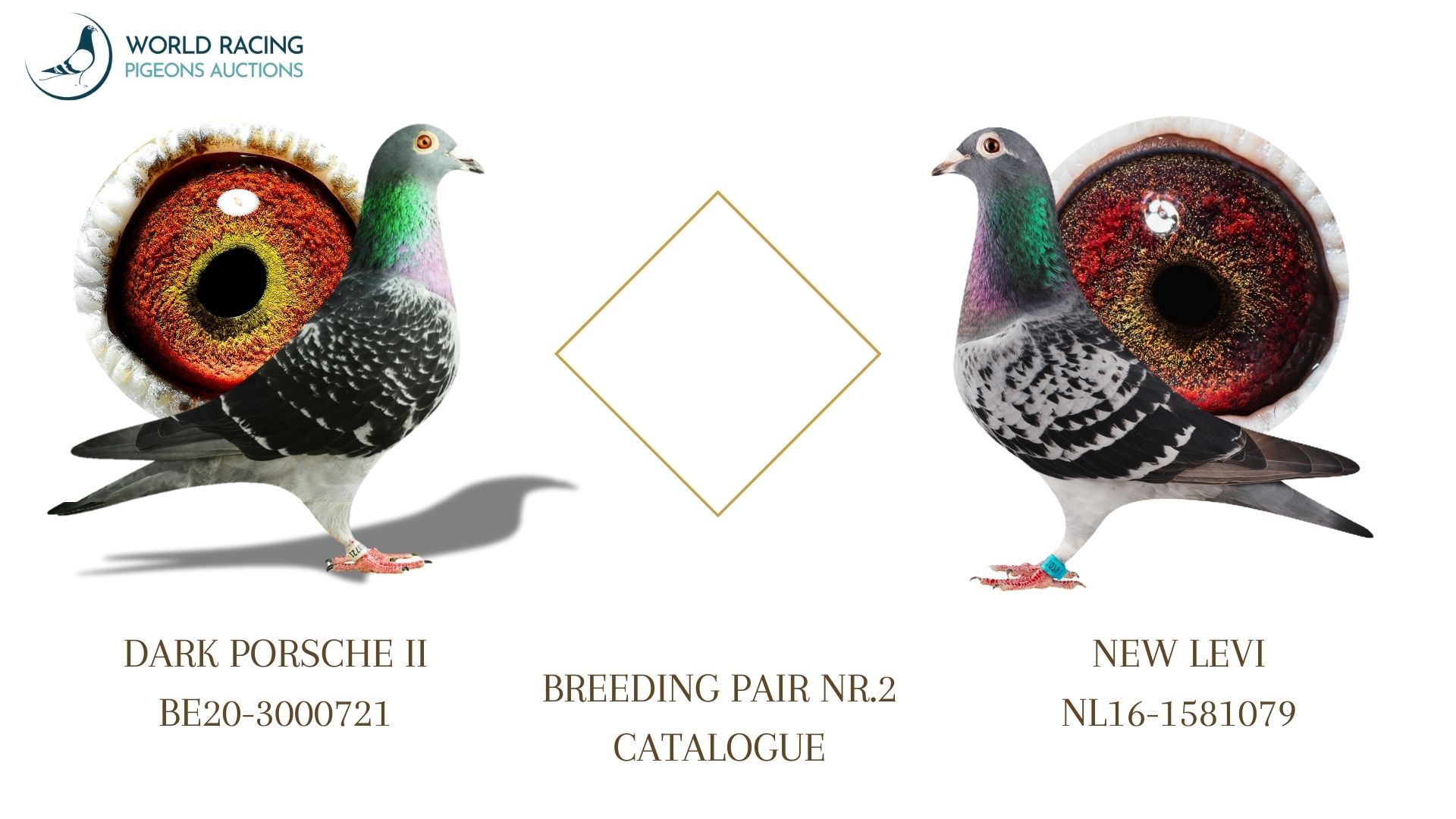 Para Rozpłodowa nr 2 Rezerwacja Młodych KupTeraz- Breeding Couple Reservation Young BuyNow