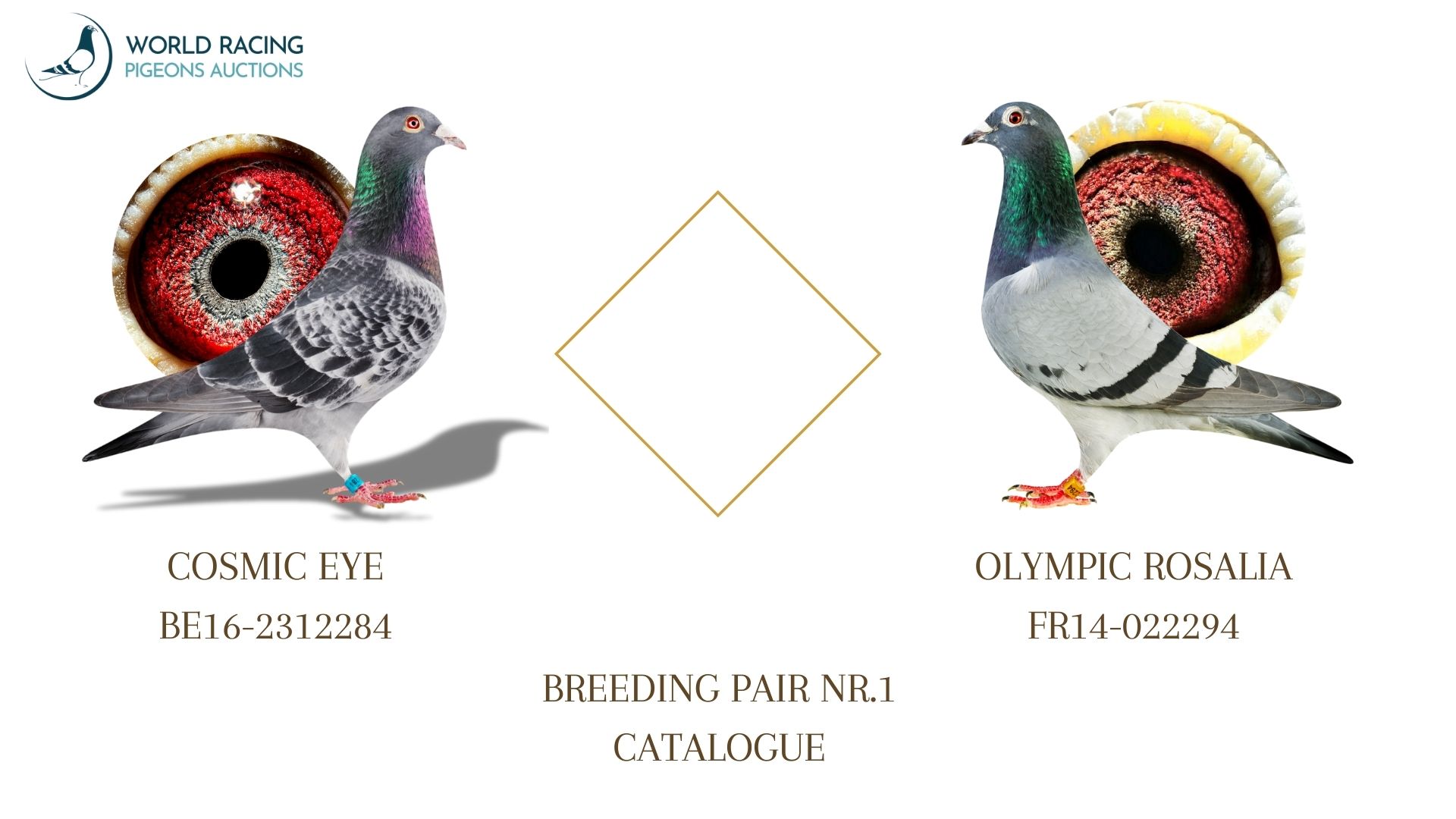 Para Rozpłodowa nr 1 Rezerwacja Młodych KupTeraz- Breeding Couple Reservation Young BuyNow