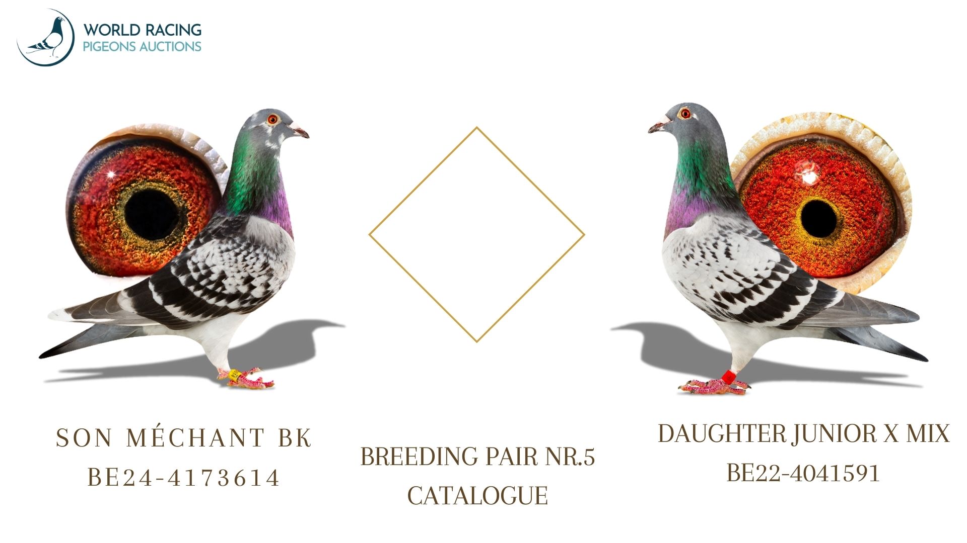 Para Rozpłodowa nr 5 Rezerwacja Młodych KupTeraz- Breeding Couple Reservation Young BuyNow