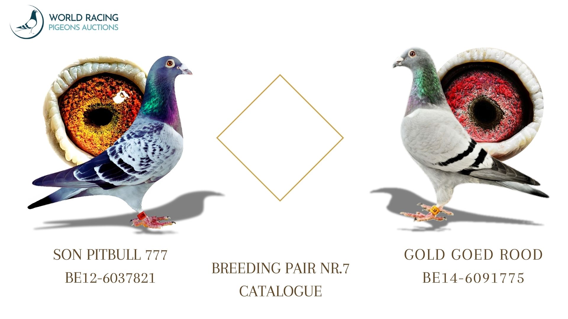 Para Rozpłodowa nr 7 Rezerwacja Młodych KupTeraz- Breeding Couple Reservation Young BuyNow