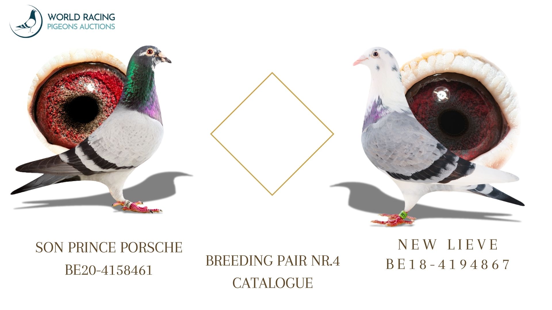 Para Rozpłodowa nr 4 Rezerwacja Młodych KupTeraz- Breeding Couple Reservation Young BuyNow