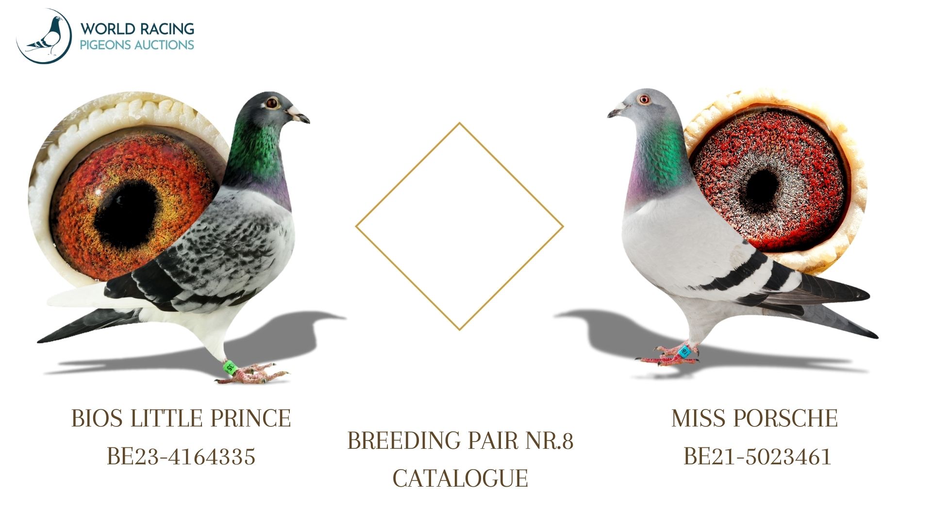 Para Rozpłodowa nr 8 Rezerwacja Młodych KupTeraz- Breeding Couple Reservation Young BuyNow