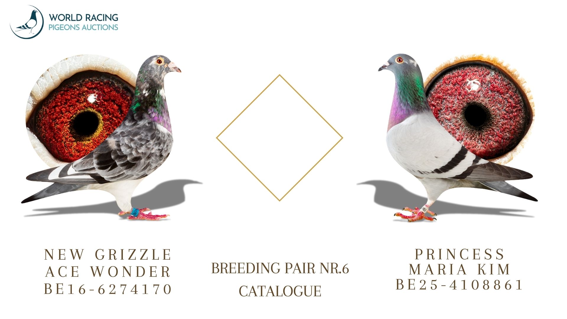 Para Rozpłodowa nr 6 Rezerwacja Młodych KupTeraz- Breeding Couple Reservation Young BuyNow